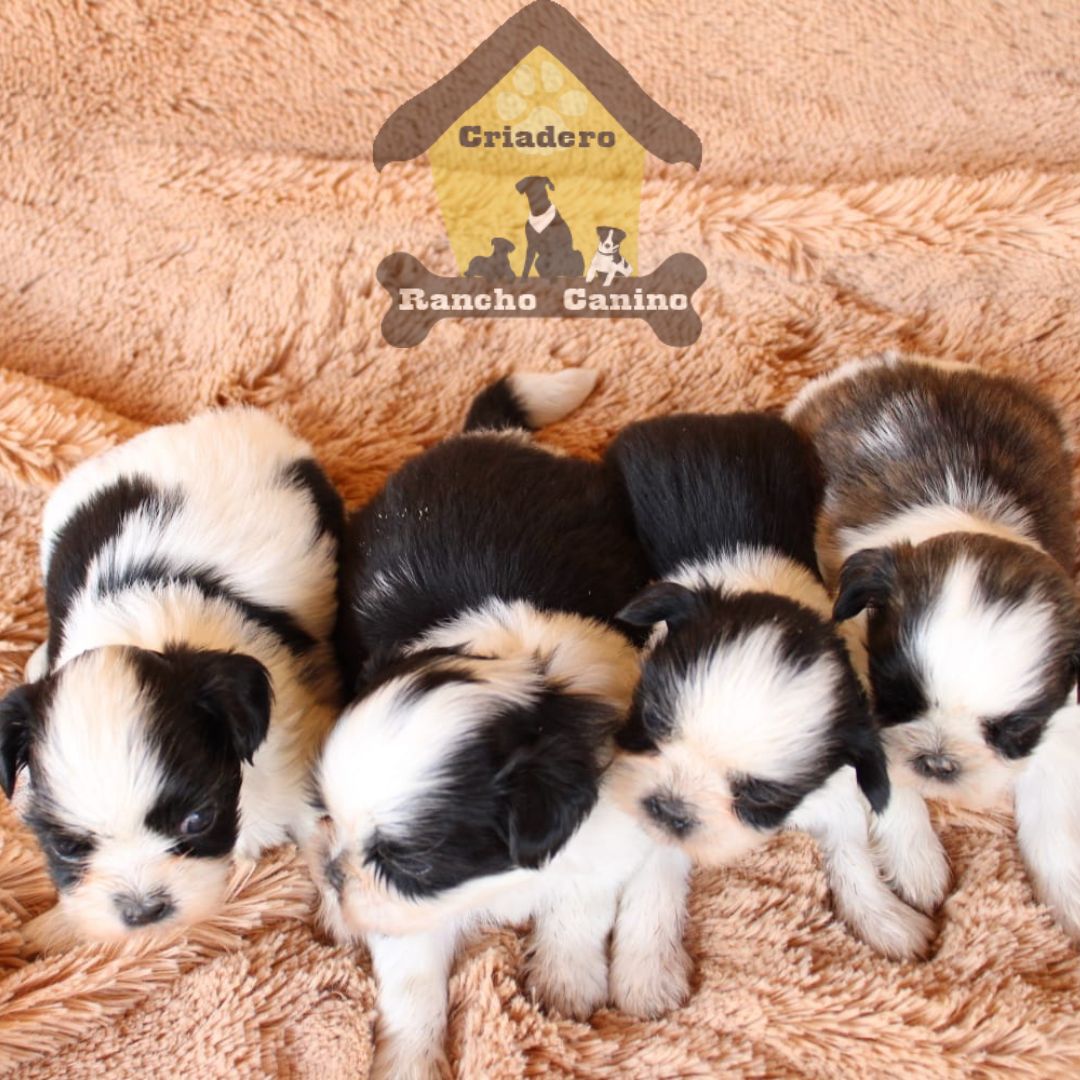 Cachorros en venta Bogotá
